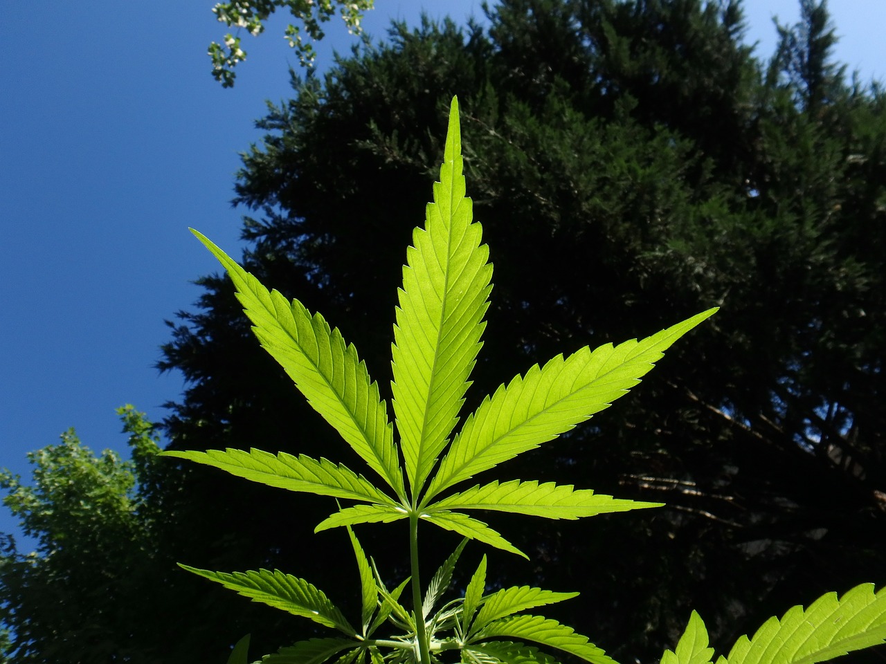 Which Cannabis Plant Is the Tallest: Unveiling Nature’s Giants