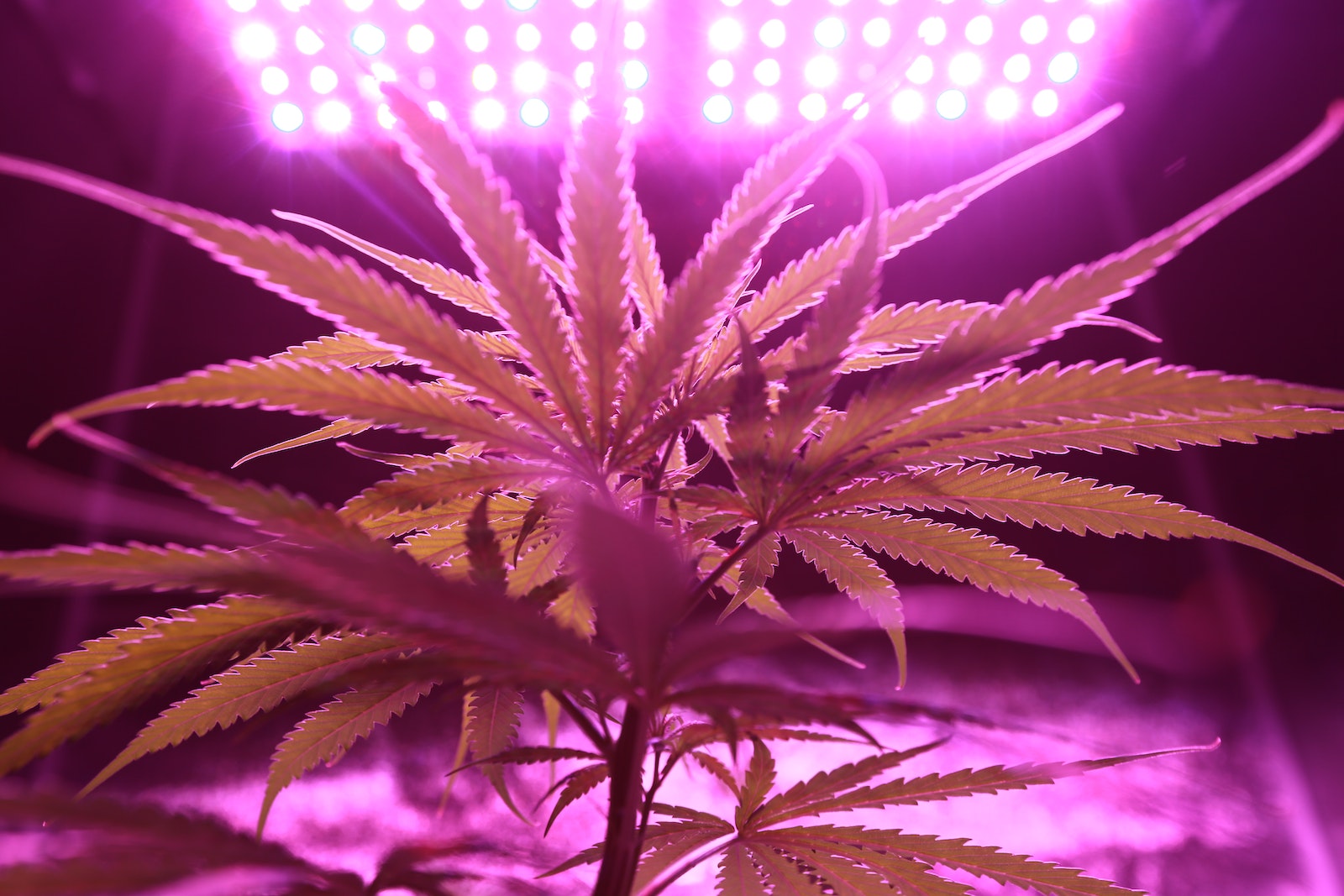 When to Fertilize Cannabis: A Comprehensive Guide
