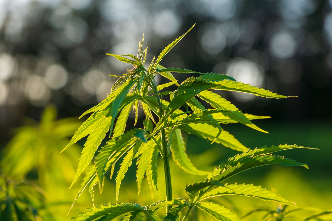 hemp, cannabis, leaves