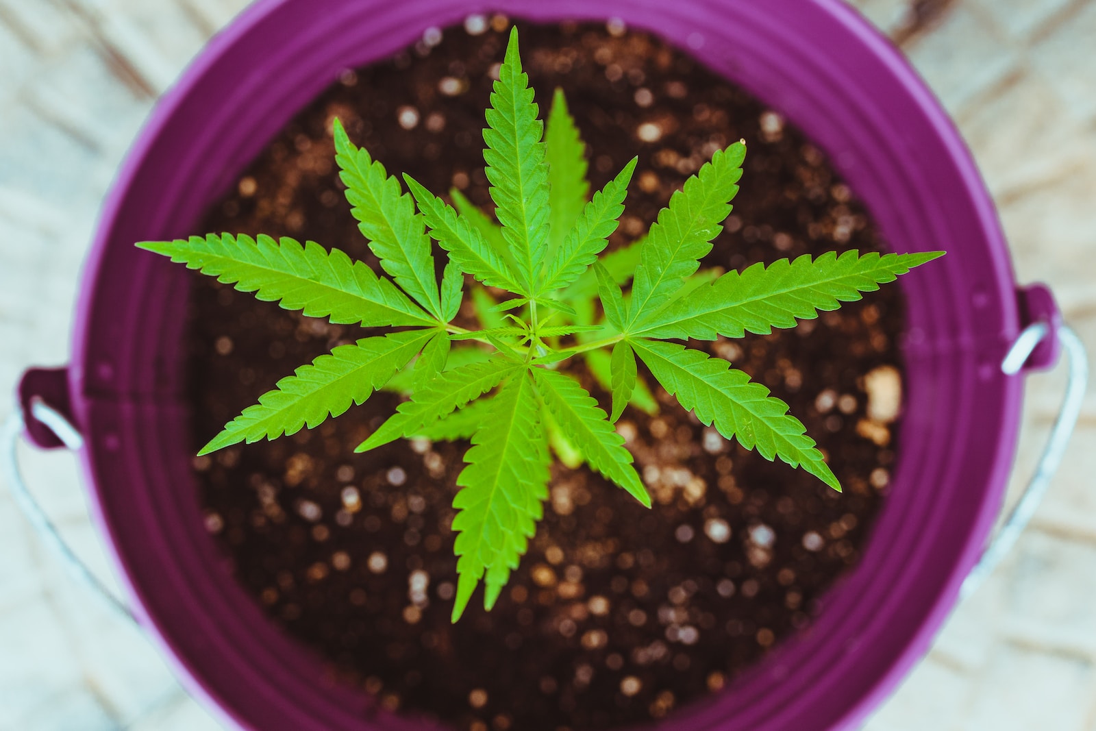 What Size Pot for Cannabis: A Comprehensive Guide